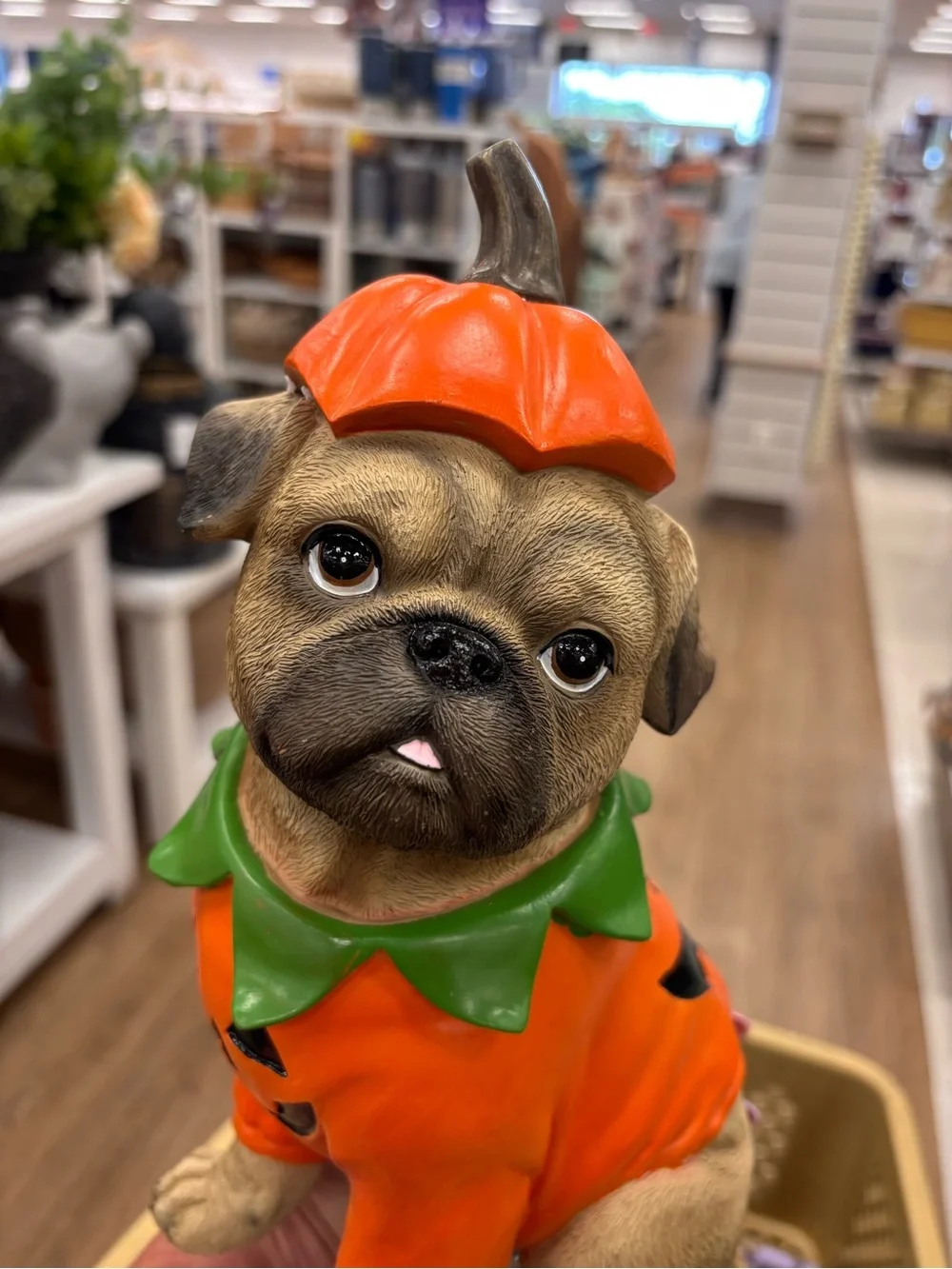 Viral Halloween fall pug dressed like a Pumpkin Orange